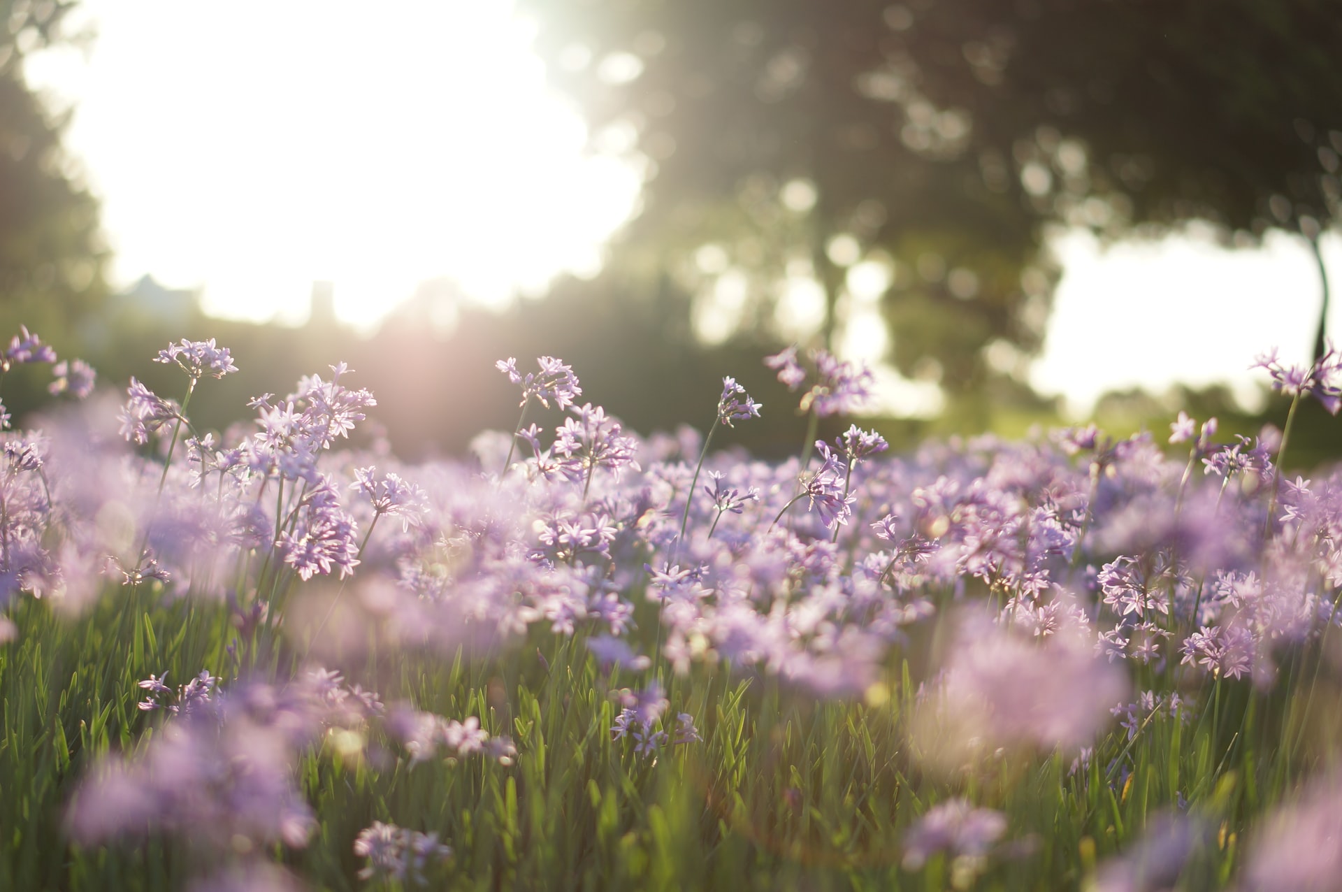 How to rewild your garden